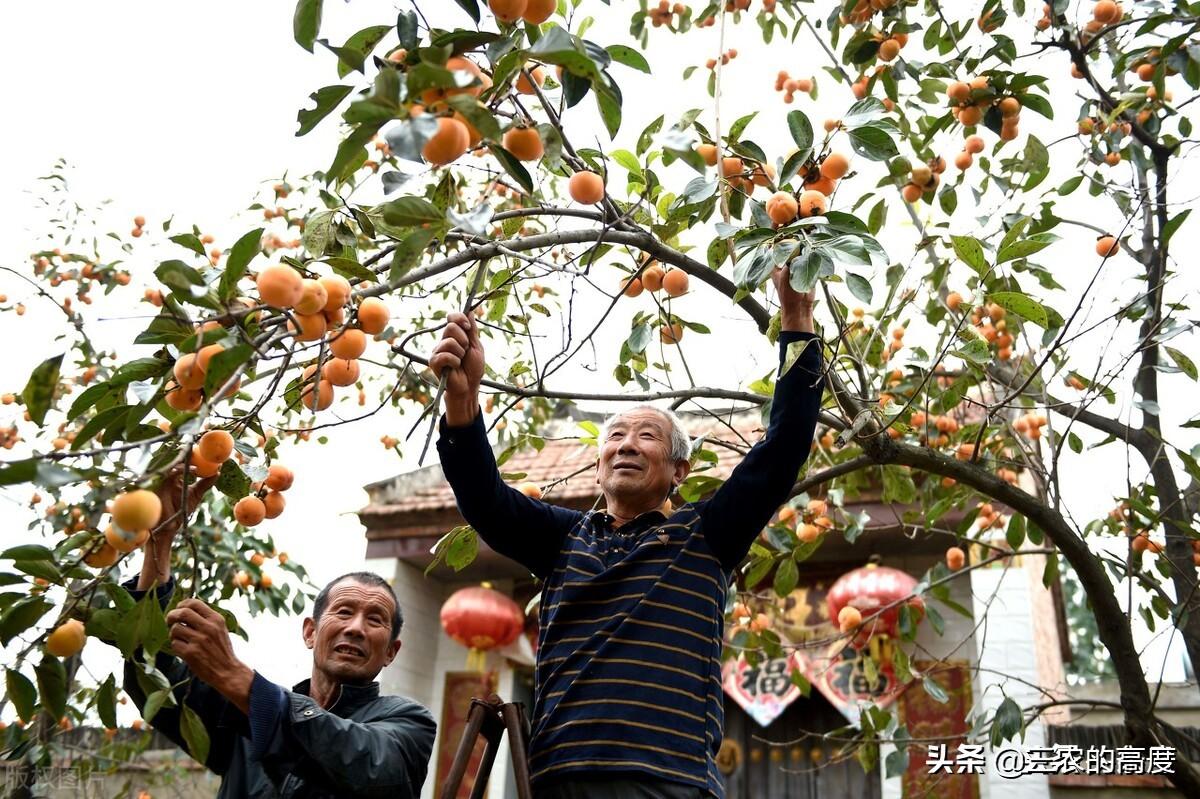 河北省麻山药最新价格